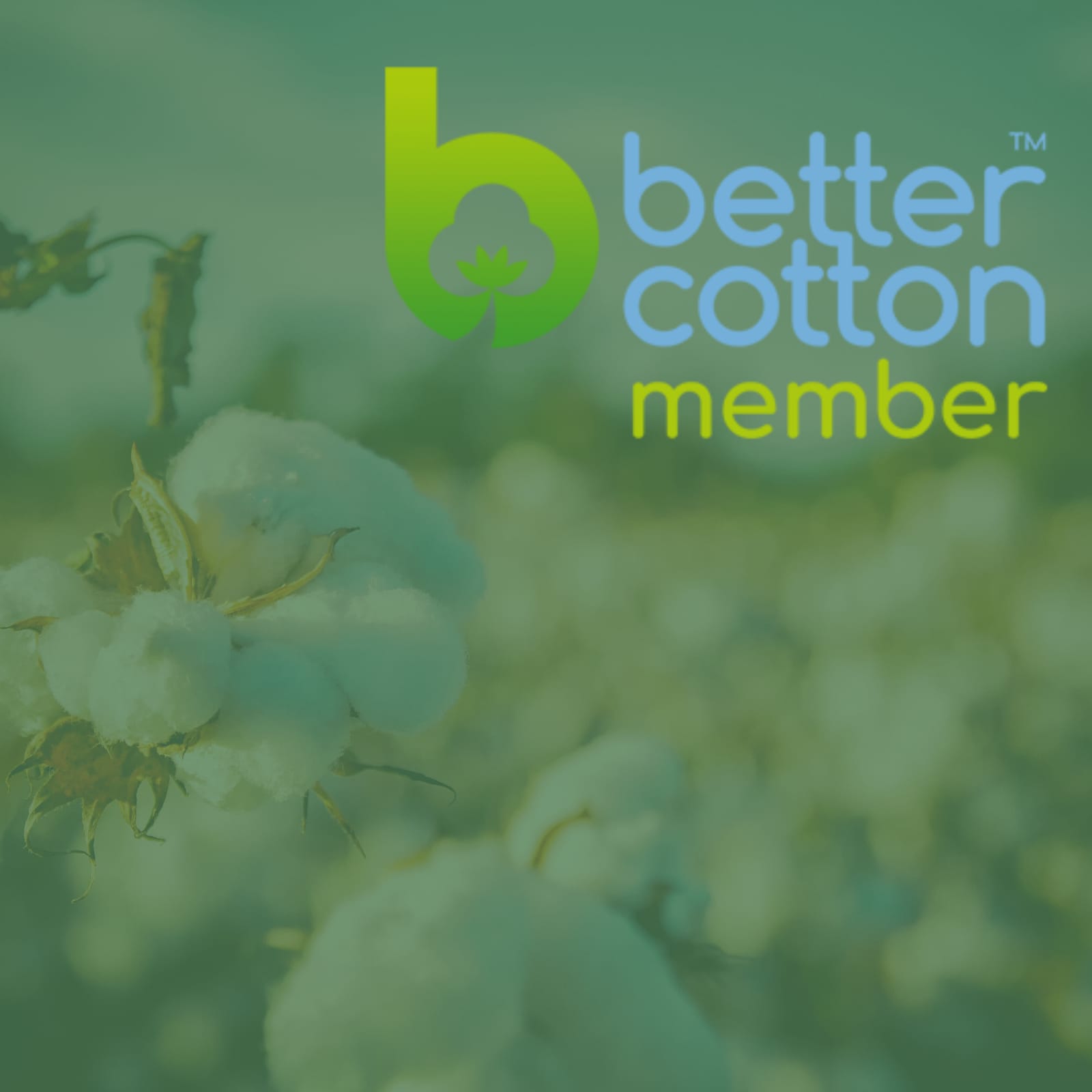 Agora somos Membros do BCI – Better Cotton Initiative. O que muda?